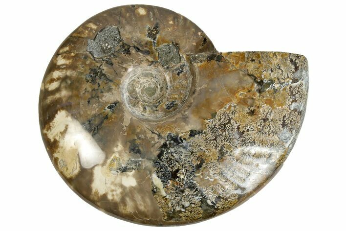 Polished Ammonite (Cleoniceras) Fossil - Madagascar #230082